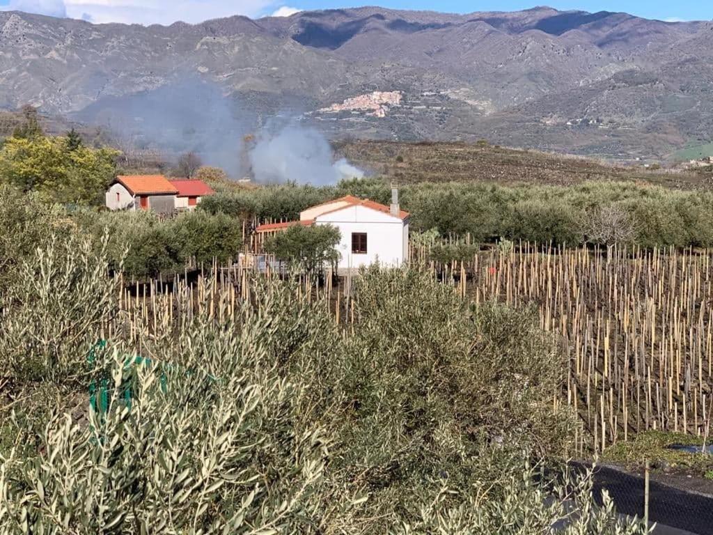 La Casa Nel Vigneto Di Tenuta Bastonaca Villa Solicchiata Exterior photo